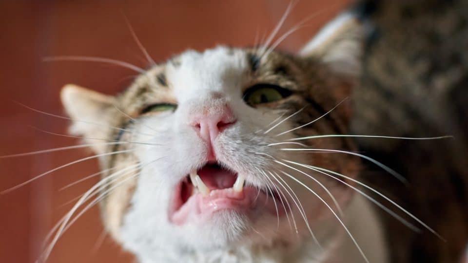 Cat smelling with their mouth open