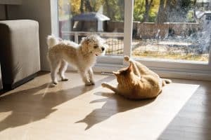 Cat and dog playing together by window