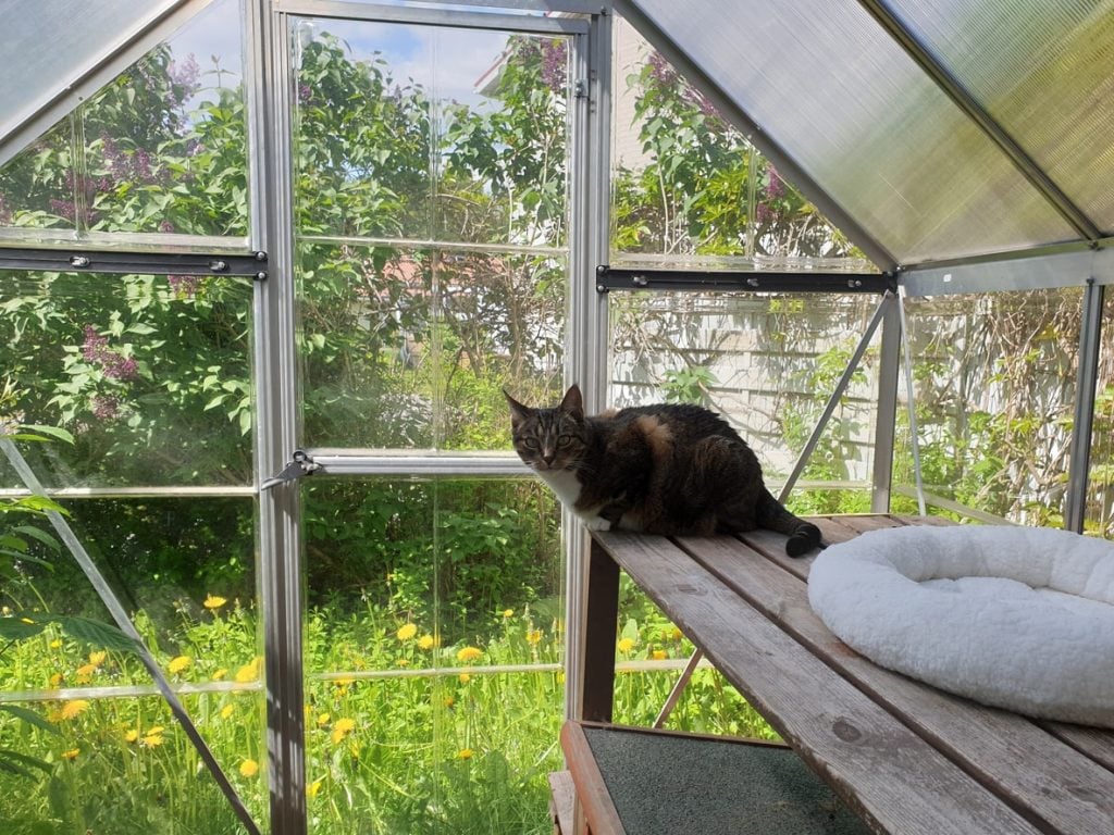 Cat relaxing in an outdoor catio 