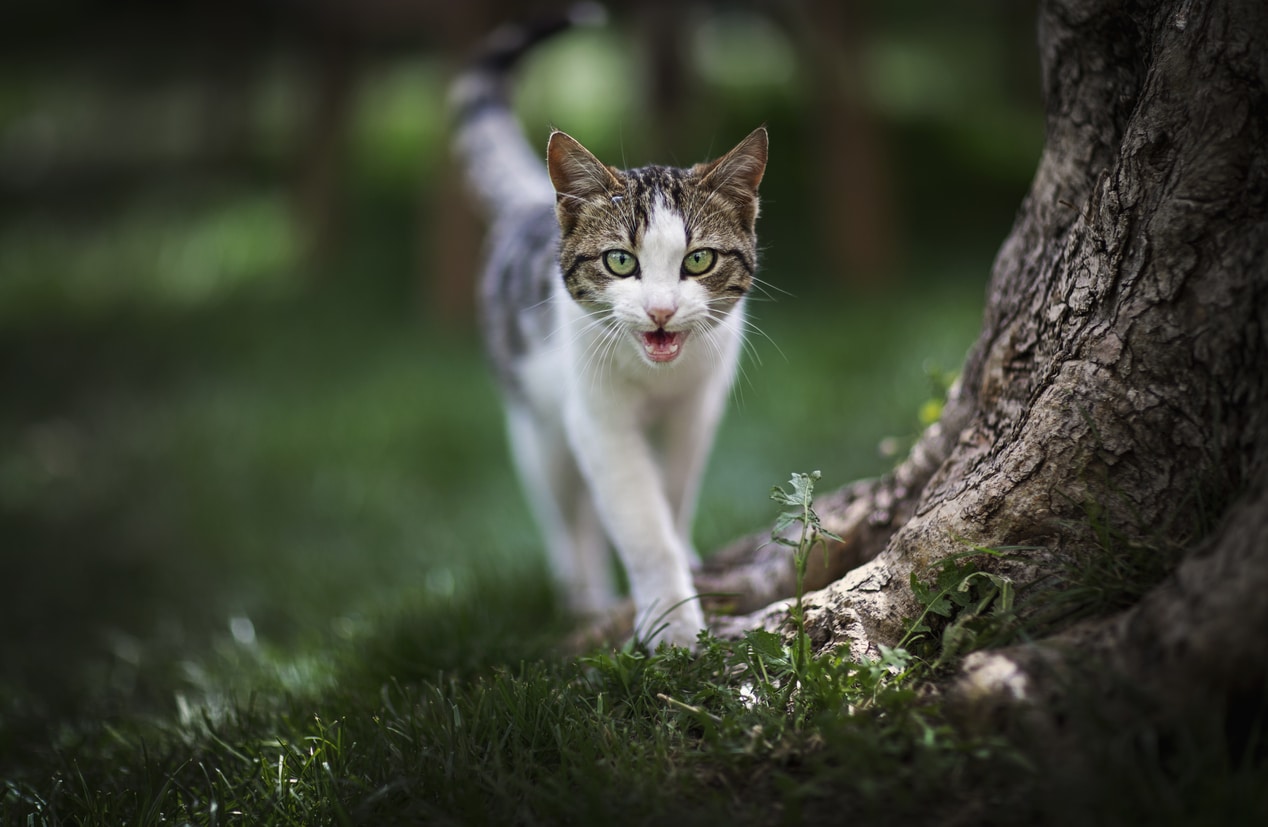 Miaulement de chat Pourquoi le chat miaule tout le temps