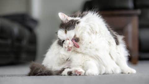 Cat grooming on couch