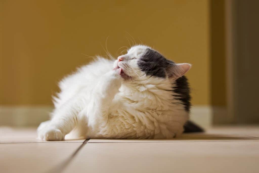 Eine schwarz-weiße Katze, die sich pflegt, während sie gelangweilt ist