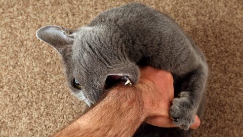 Grey cat nipping owner's arm