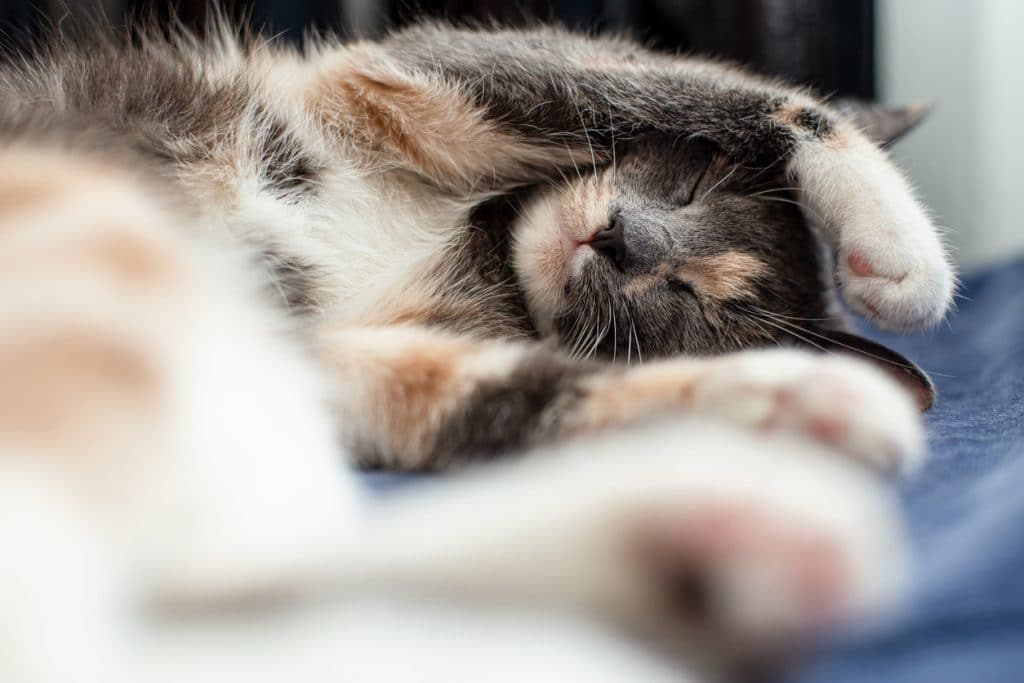 Cute, miniature cat sleeps amusingly with paws on head on a sofa, near a warm radiator. Close-up.