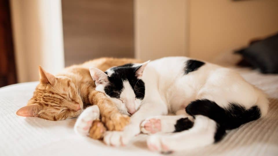 Two cats lying on bed
