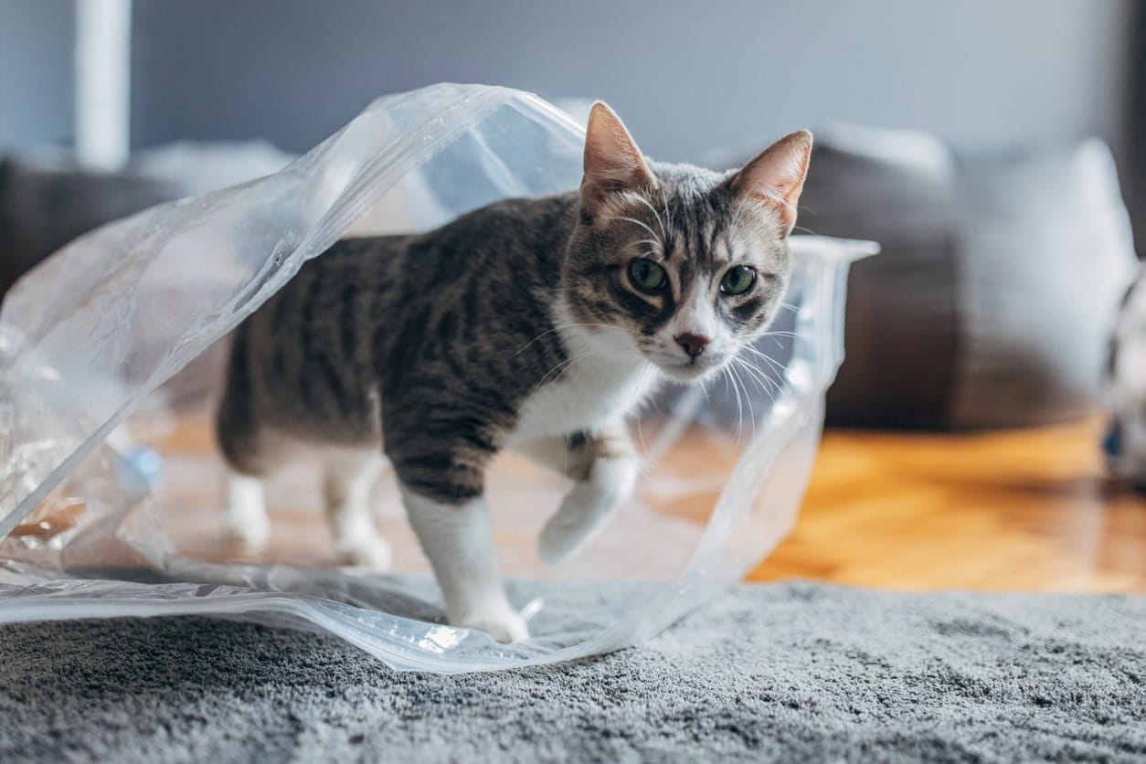 Why Do Cats Chew & Lick Plastic?