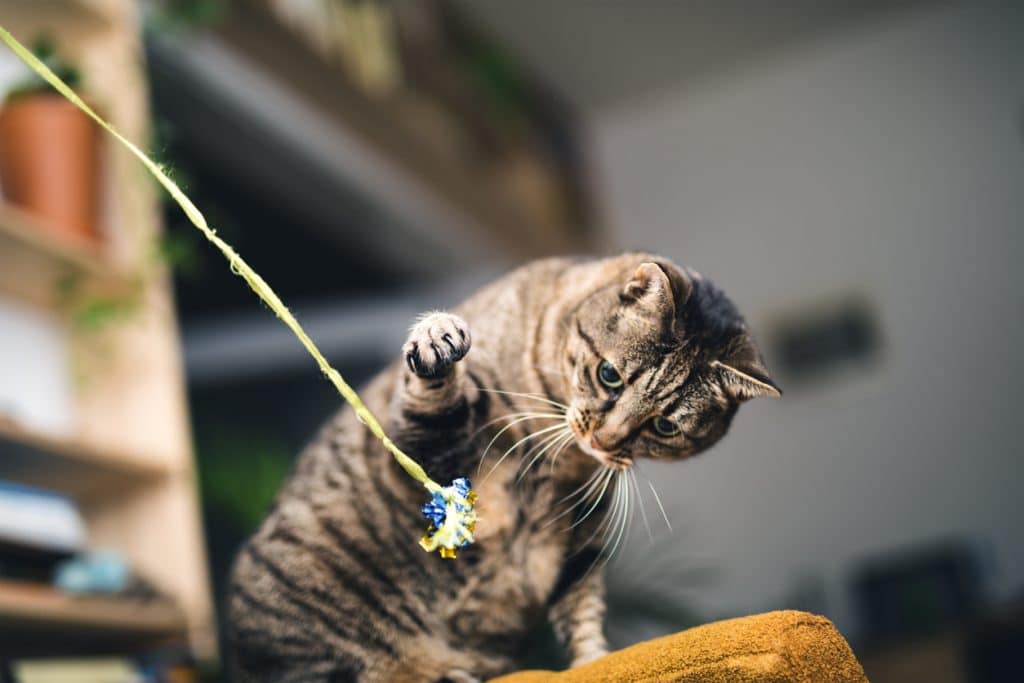 Gato atigrado jugando con un juguete para gatos en un apartamento.