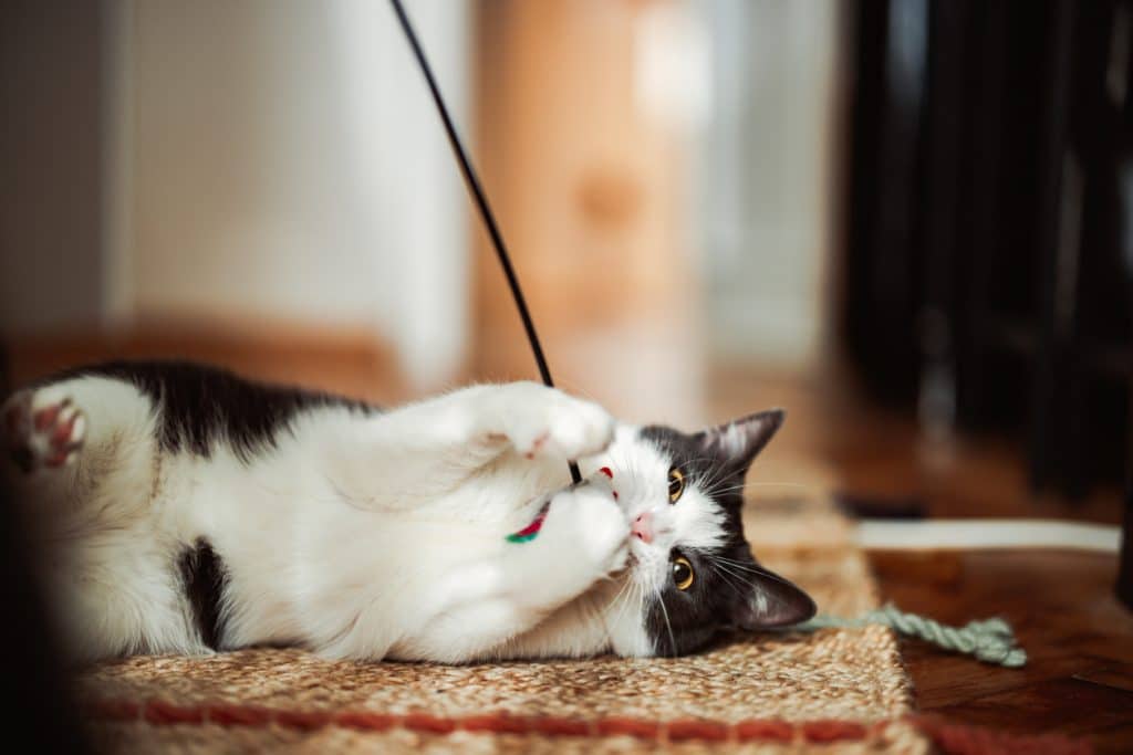 Cat lying on the floor catching cat toy on a stick. Anonymous person is holding the toy.