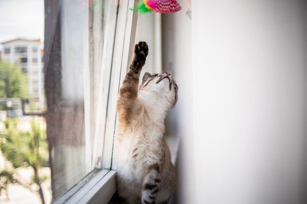 Un chat joue devant une fenêtre