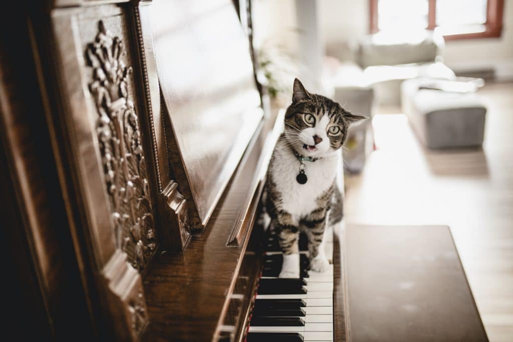 A cat playing music on a piano