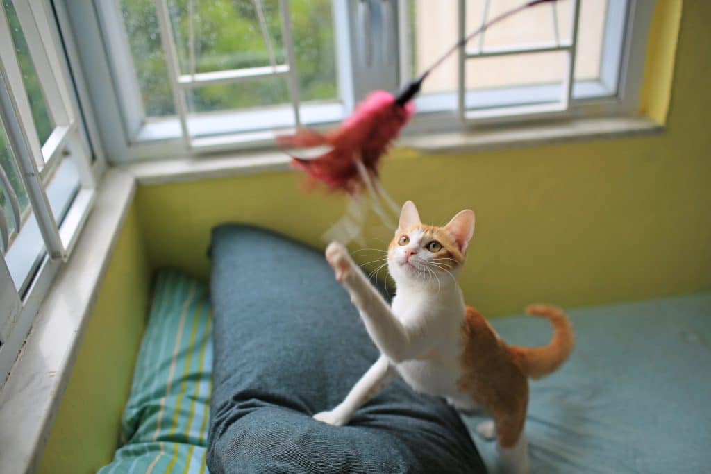 En orange katt som leker med en leksak