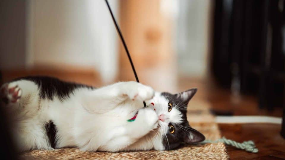 A cute cat playing with a wand toy