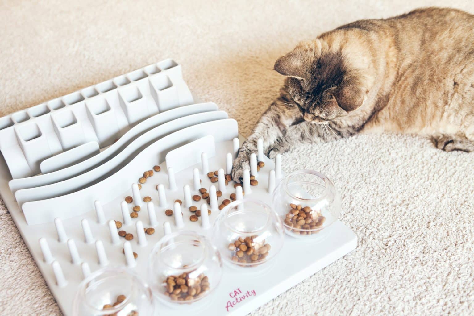 Why Your Cat Eats Too Fast & What to Do About It
