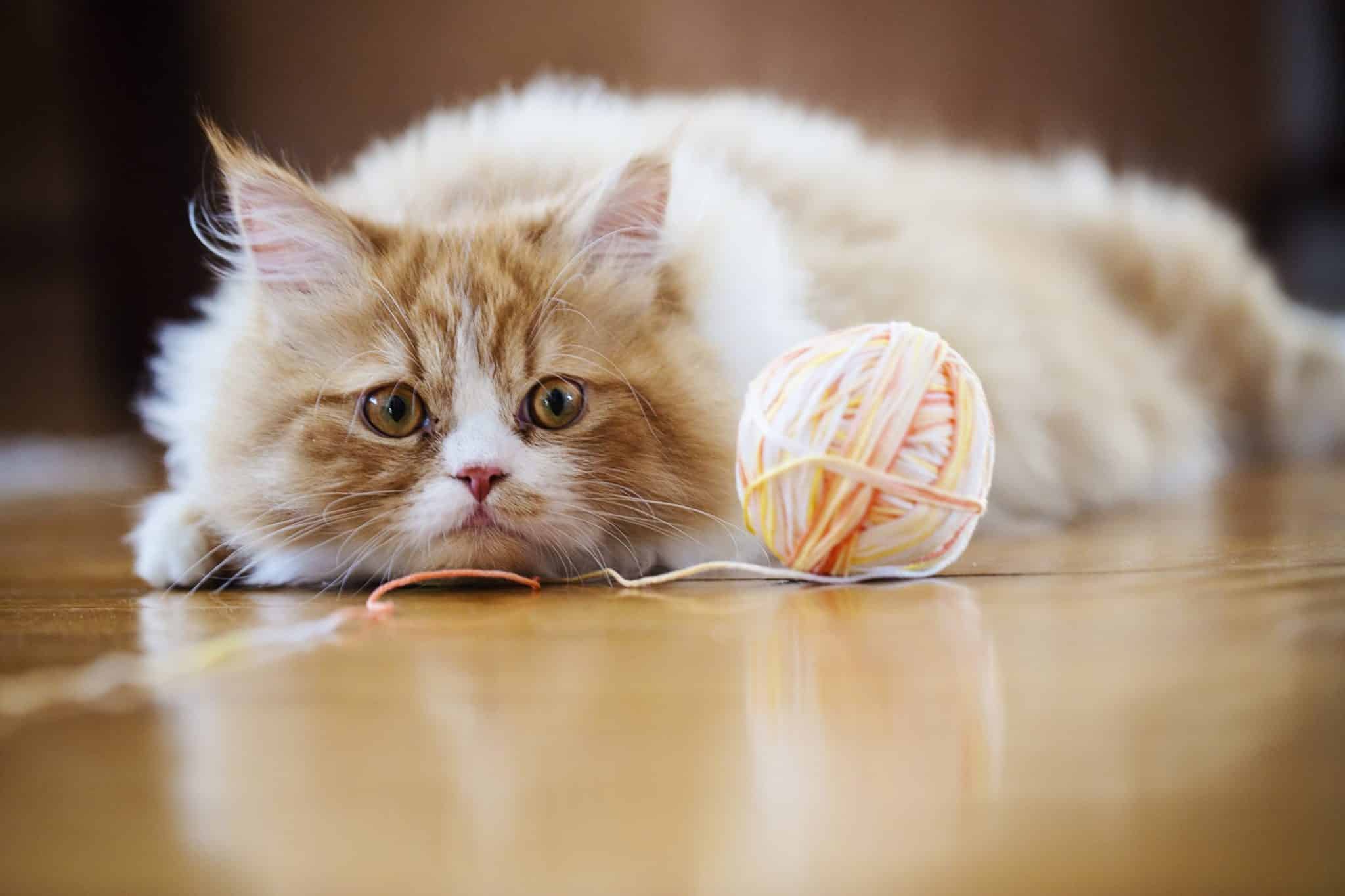 Wie Schnell Erholt Sich Katze Nach Darm Op www.rover.com