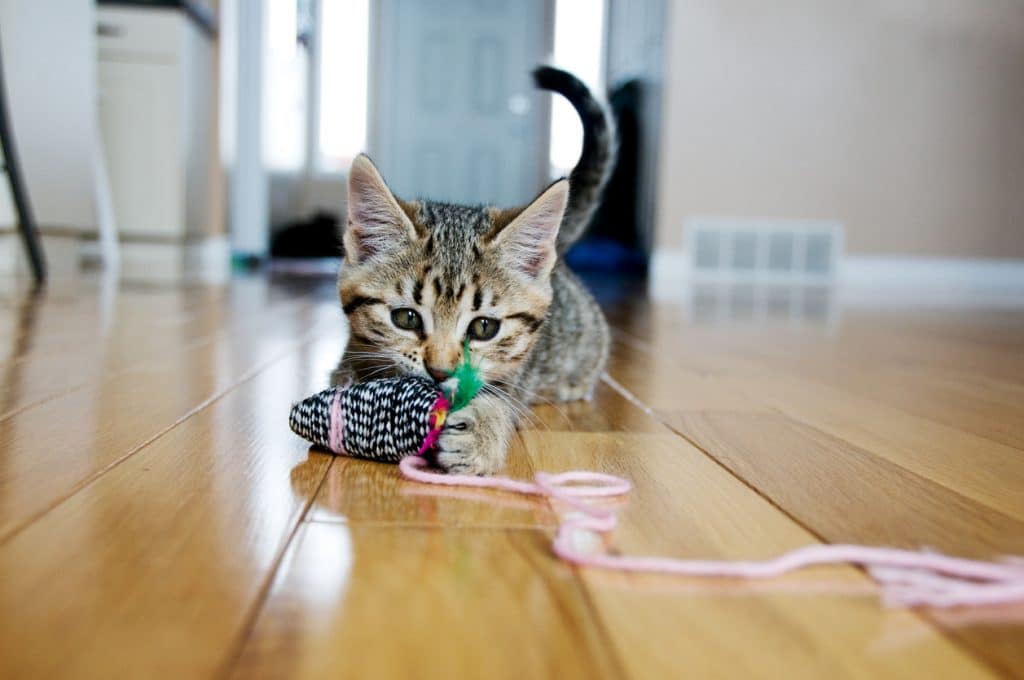 Un gatito juega con un ratón de juguete