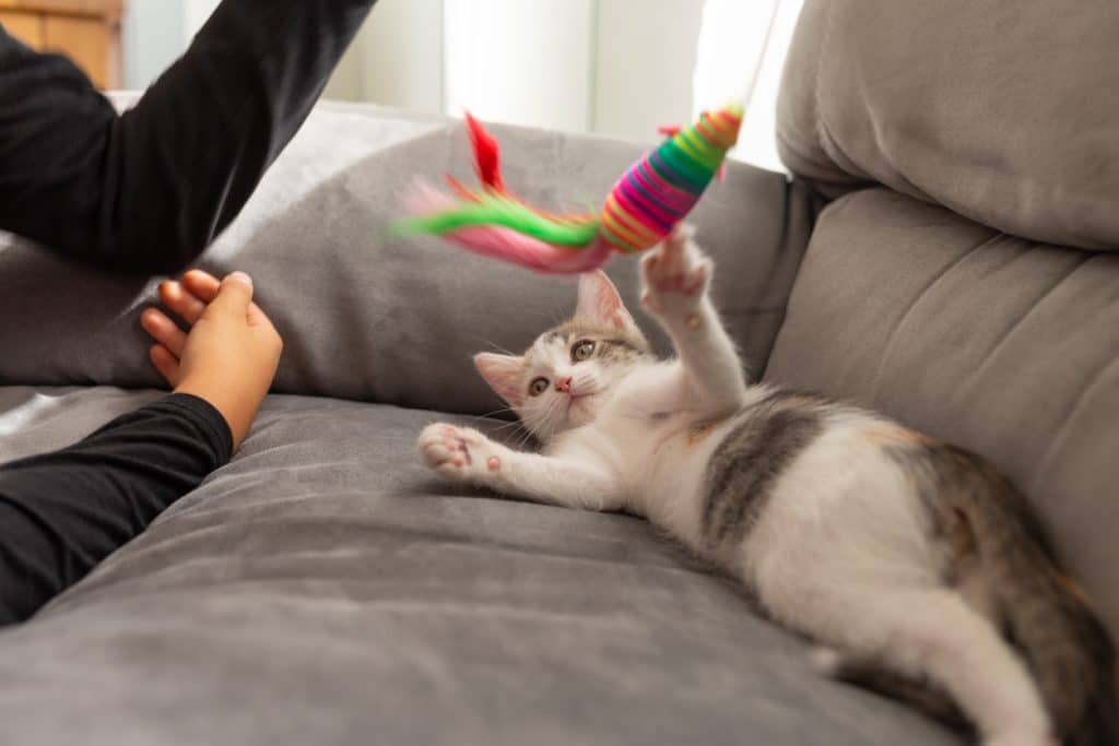 Un chaton tricolore s'amuse avec un jouet en forme de souris, la mise au point est sur sa tête