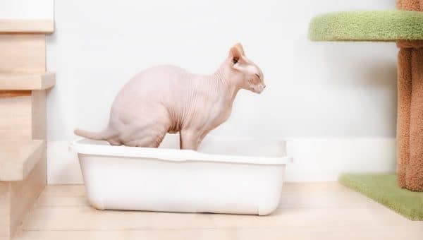 A hairless cat pooping in the litter box