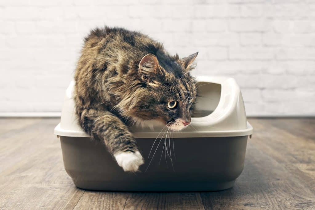 A cat pooping and coming out of the litter box