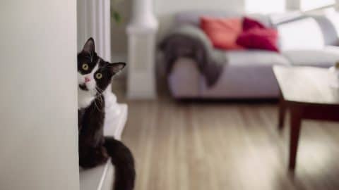 Cat peering around corner in home