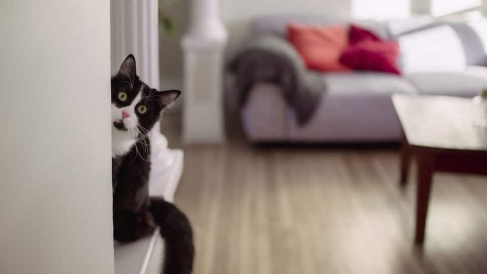 Cat peering around corner in home