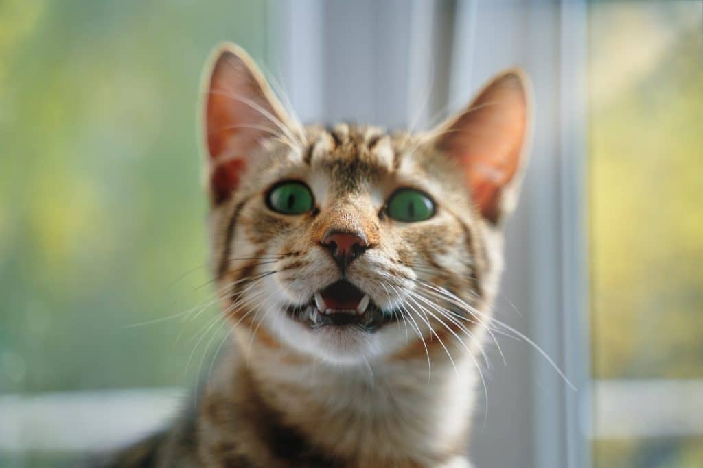 Eine Katze, die Laute von sich gibt