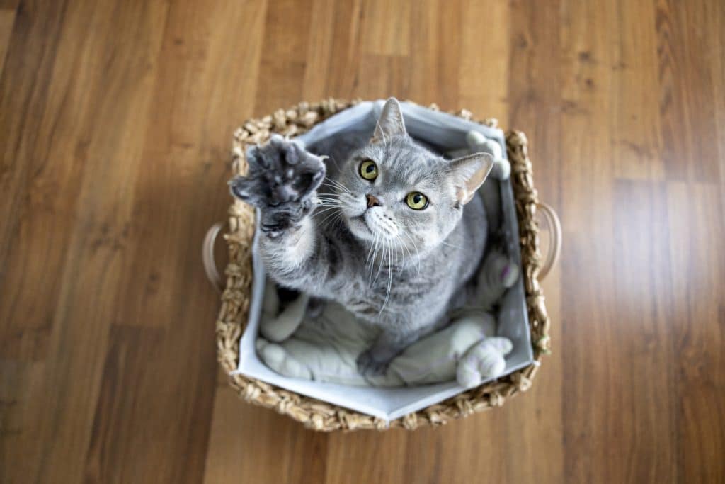 British shorthair cat. Big-headed obese cat looking up in wicker basket