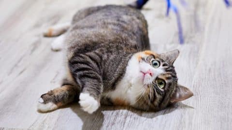 A cat rolling around on their back