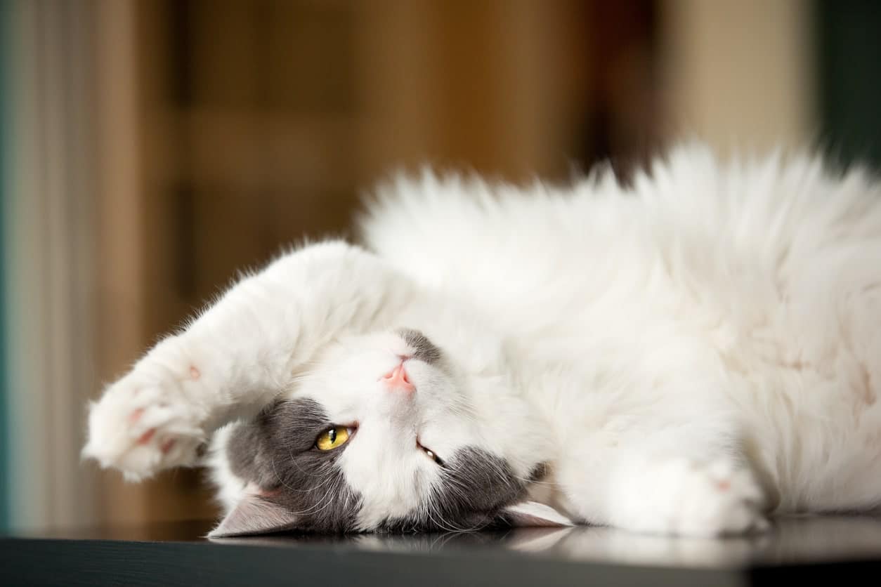 7 Reasons Why Your Cat Rolls Around & When To See A Vet
