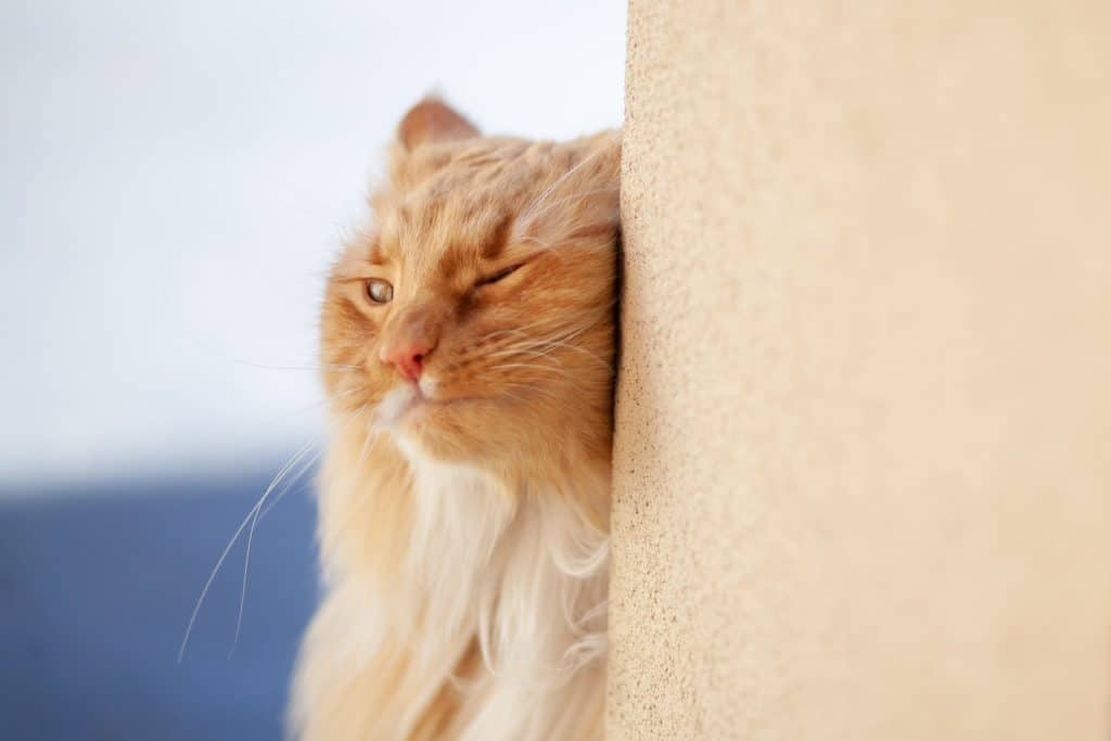 Gato con ácaros del oído frotándose contra la pared 