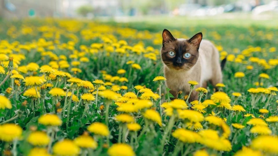 Cat walking through field of dandelions