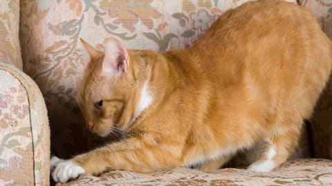 Cat stretching and scratching couch
