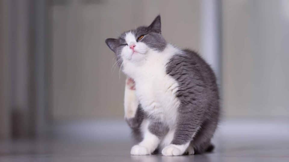 An itchy cat with a skin problem