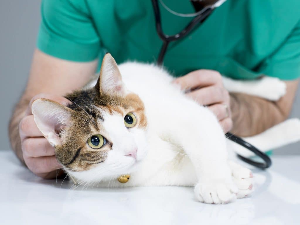 A cat with a veterinarian