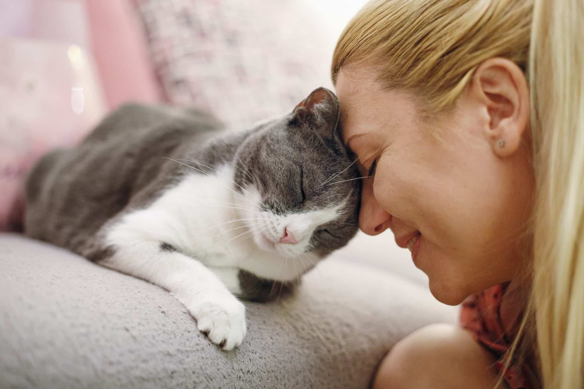 Do Cats Like Kisses? Signs They Do & Don't