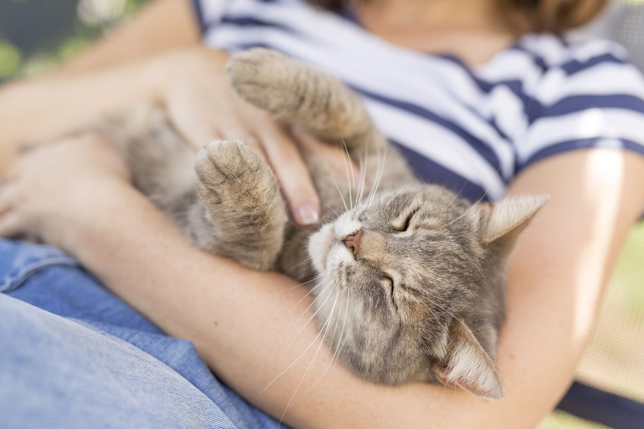 Por qué ronronean los gatos? Esto es que gato puede estar tratando de decir | The People by Rover.com