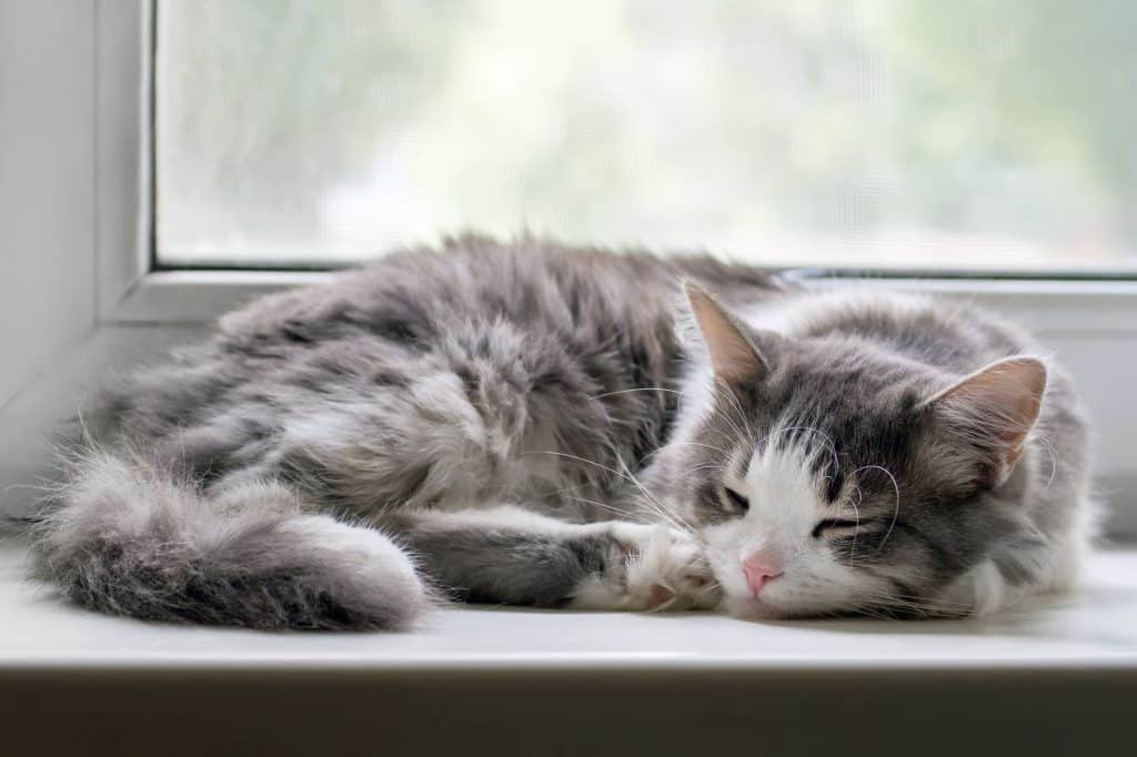 Cute cat asleep by the window