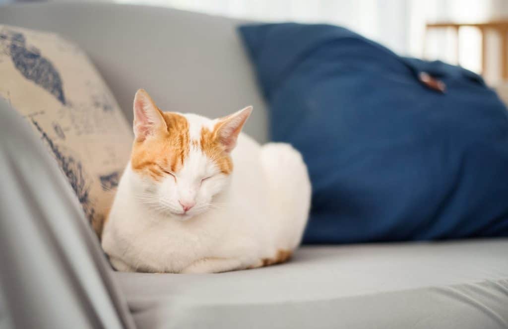 Foto de un bonito gato sentado en el sofá con los ojos cerrados en casa