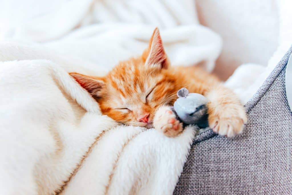 Gatito naranja durmiendo y descansando