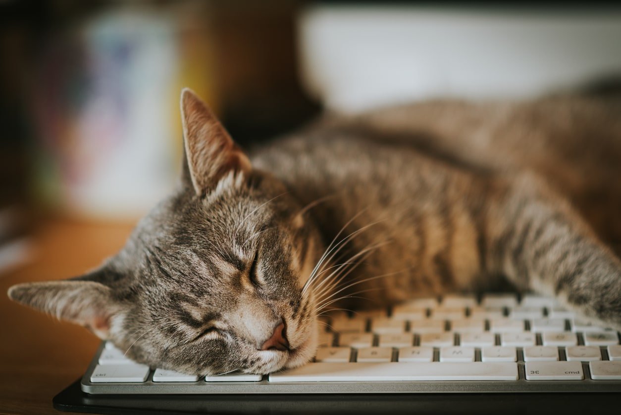 Why Do Cats Like Keyboards?