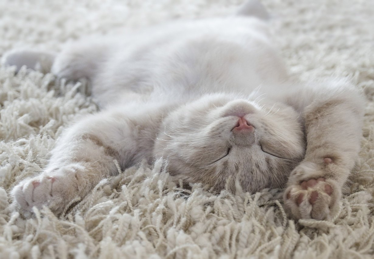 Why Do Cats Sleep So Much? 7 Reasons For All The Catnaps The Dog