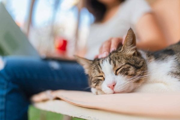 A cat sleeping by person