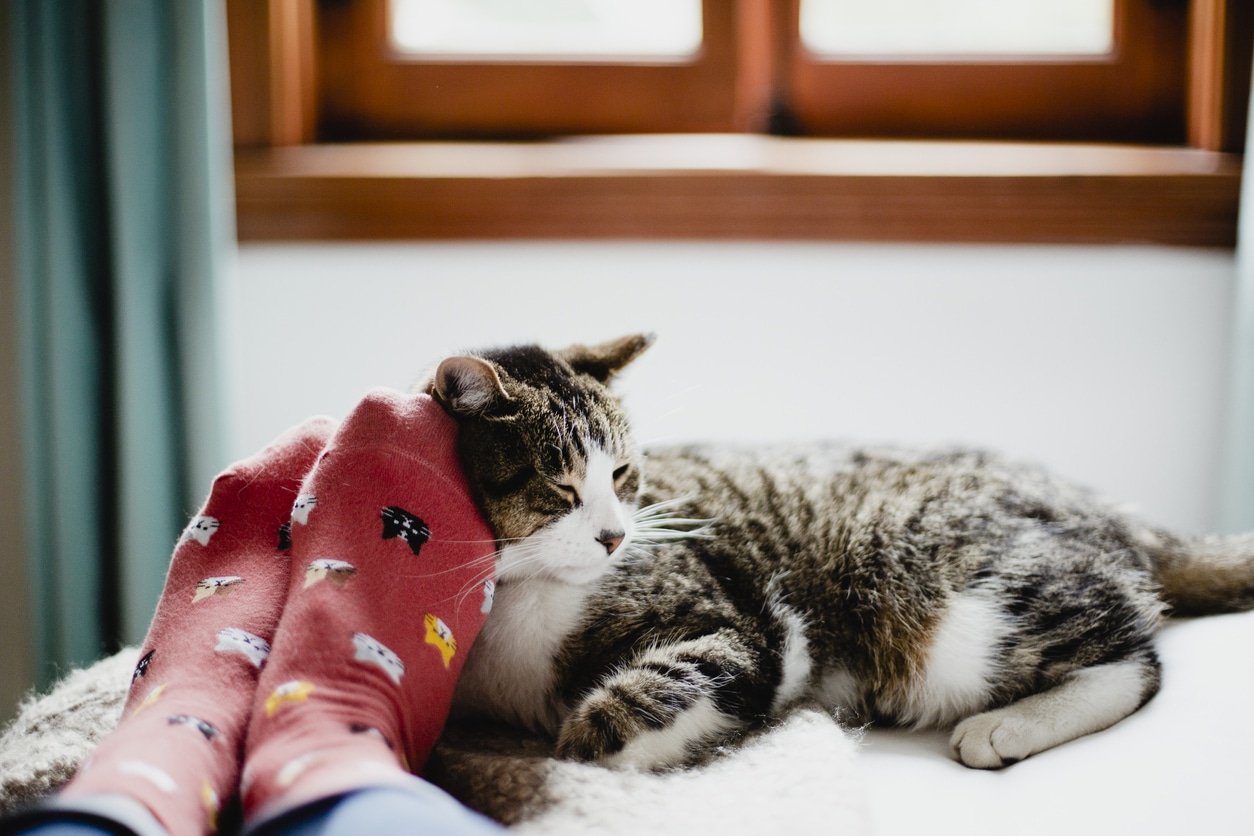 Why Do Cats Sleep So Much? 7 Reasons For All The Cats' Naps The Dog
