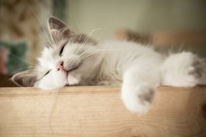 Cat sleeping peacefully at home