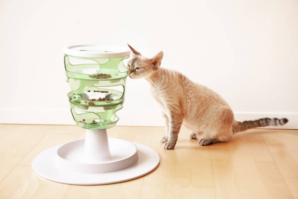 Cat using a slow feeder