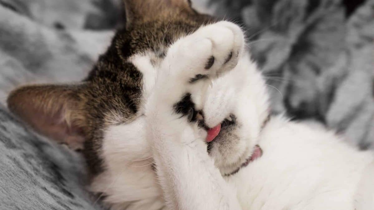 Why Does My Cat Smell Bad? 9 Reasons For Your Stinky Cat