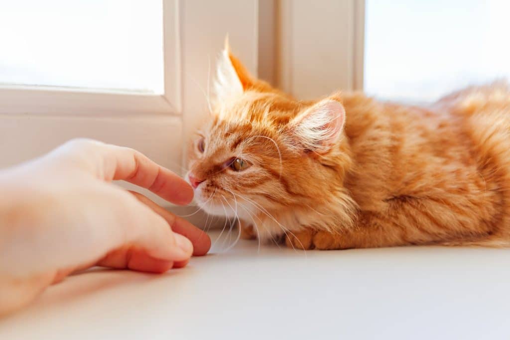 A cat sniffing their pet parent's finger