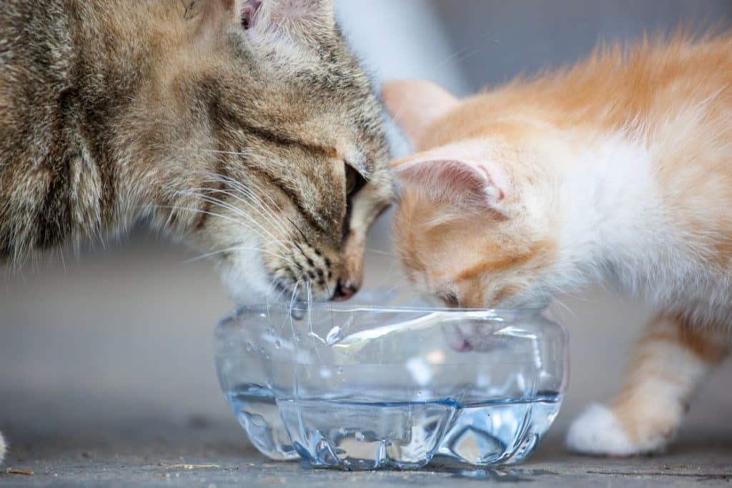 two cats drinking