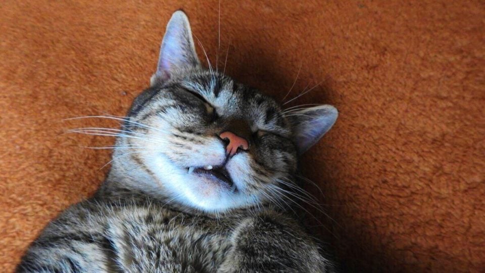 Cat lying on back snoring with mouth open