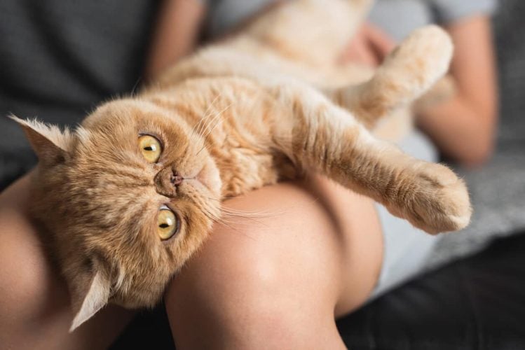 Shorthair cat resting on person's lap