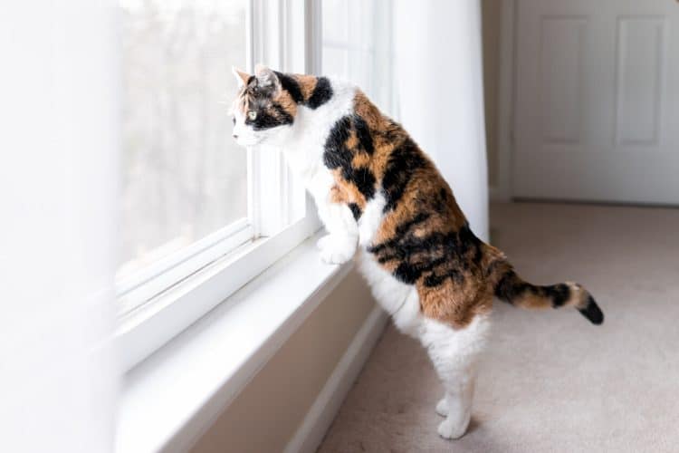 Calico cat looks out window